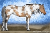 Horse Color:White Spotted Bay Dun