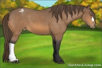 Horse Color:Buckskin Appaloosa