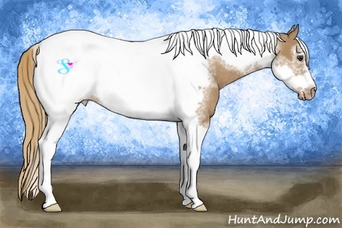 Horse Color:Red Dun Tobiano Frame Appaloosa