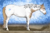 Horse Color:Red Dun Tobiano Frame Appaloosa