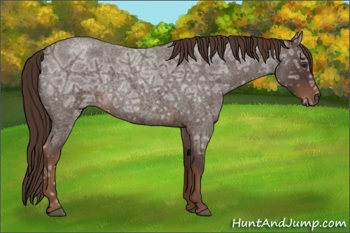 Horse Color:Liver Red Ice Roan 