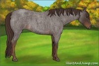 Horse Color:Liver Red Roan