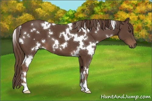 Horse Color:White Spotted Liver Chestnut 