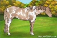 Horse Color:White Spotted Liver Chestnut Pearl 