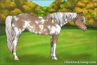 Horse Color:White Spotted Chocolate Palomino