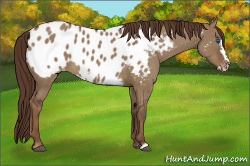 Horse Color:Liver Red Dun Frame Appaloosa 