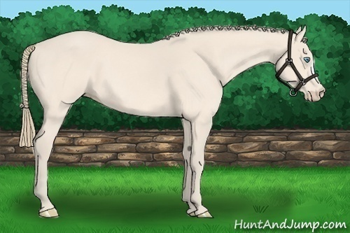 Horse Color:Perlino 