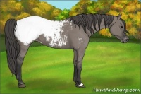Horse Color:Grullo Appaloosa 