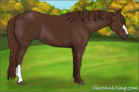 Horse Color:Gray Chestnut 