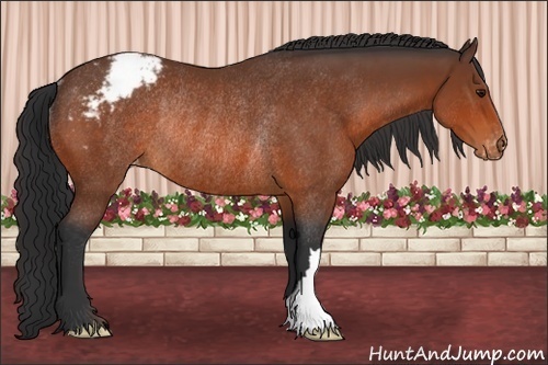 Horse Color:Bay Appaloosa Rabicano 
