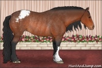 Horse Color:Bay Appaloosa Rabicano 