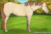 Horse Color:Gold Champagne Dun 