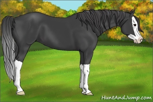 Horse Color:Smoky Black Splash