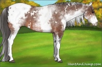 Horse Color:White Spotted Bay Appaloosa