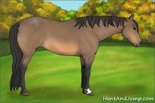 Horse Color:Buckskin 