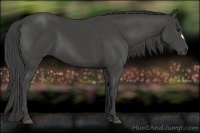Horse Color:Smoky Black
