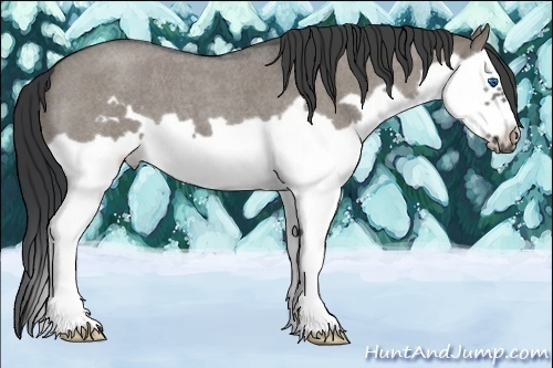 Horse Color:Grullo Roan Splash Frame 