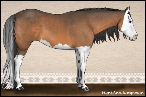 Horse Color:Buckskin Splash 