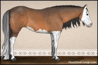 Horse Color:Buckskin Splash 