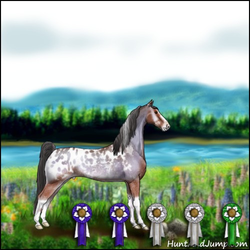 Horse Color:Bay Onyx Appaloosa Rabicano 