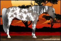 Horse Color:White Spotted Grullo 