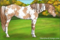 Horse Color:White Spotted Gold Champagne