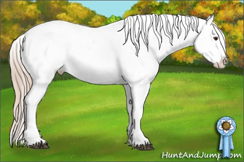 Horse Color:Palomino Appaloosa