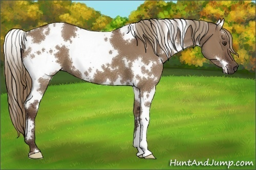 Horse Color:White Spotted Liver Red Dun 