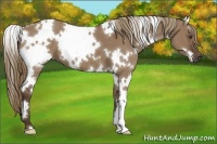 Horse Color:White Spotted Liver Red Dun 