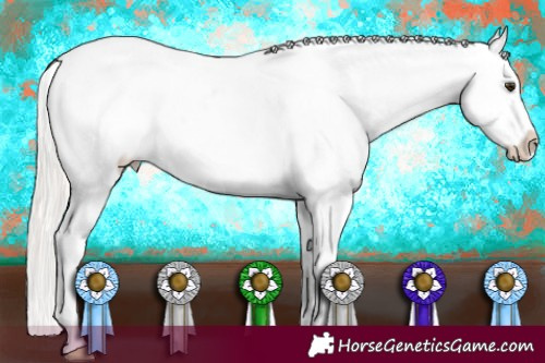 Horse Color:Silver Bay Roan Splash Appaloosa 