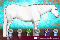 Horse Color:Silver Bay Roan Splash Appaloosa 