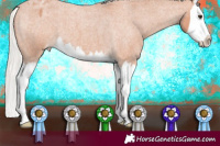 Horse Color:Silver Bay Roan Splash Appaloosa 
