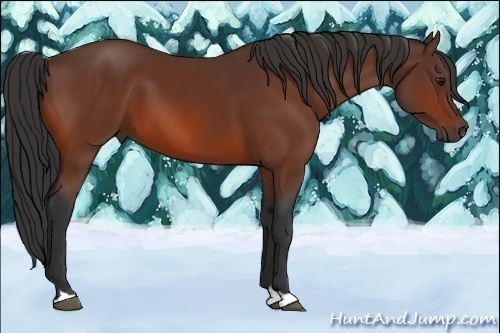 Horse Color:Bay 