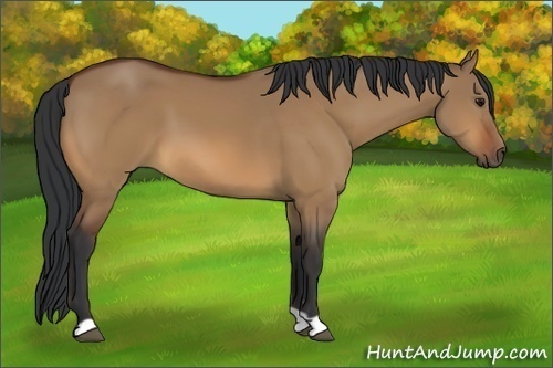 Horse Color:Bay Dun