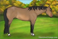 Horse Color:Bay Dun 