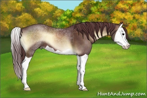 Horse Color:Chocolate Brown Onyx Splash