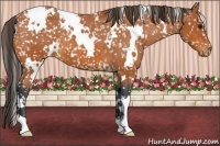 Horse Color:White Spotted Bay Snowflake Varnish