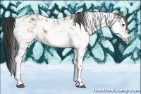 Horse Color:Buckskin Sabino