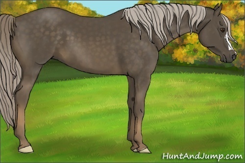 Horse Color:Chocolate Palomino