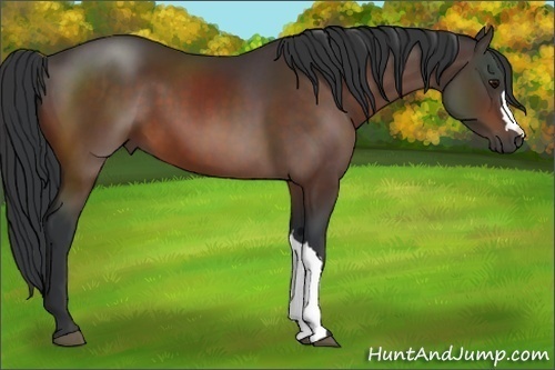 Horse Color:Brown 