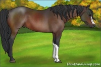 Horse Color:Brown 
