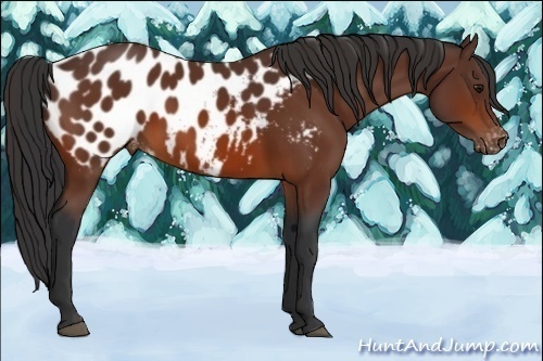 Horse Color:Bay Appaloosa