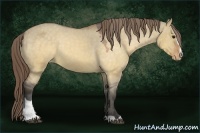 Horse Color:Buckskin Dun Sabino Appaloosa 