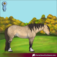 Horse Color:Buckskin Dun Sabino