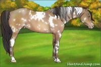 Horse Color:White Spotted Sable Champagne 