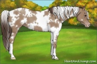 Horse Color:White Spotted Classic Champagne