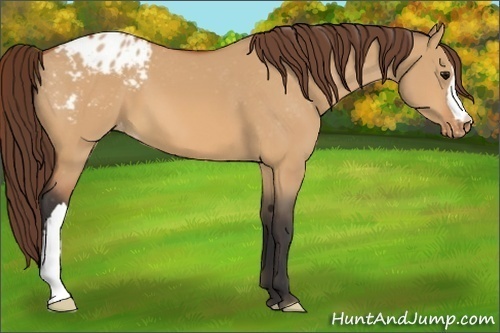 Horse Color:Bay Dun Appaloosa 