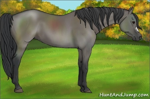 Horse Color:Grullo 