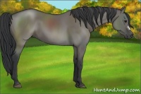 Horse Color:Grullo