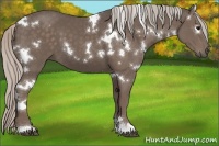 Horse Color:White Spotted Silver Black 